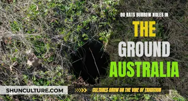 Rats and Their Underground Burrows in Australia