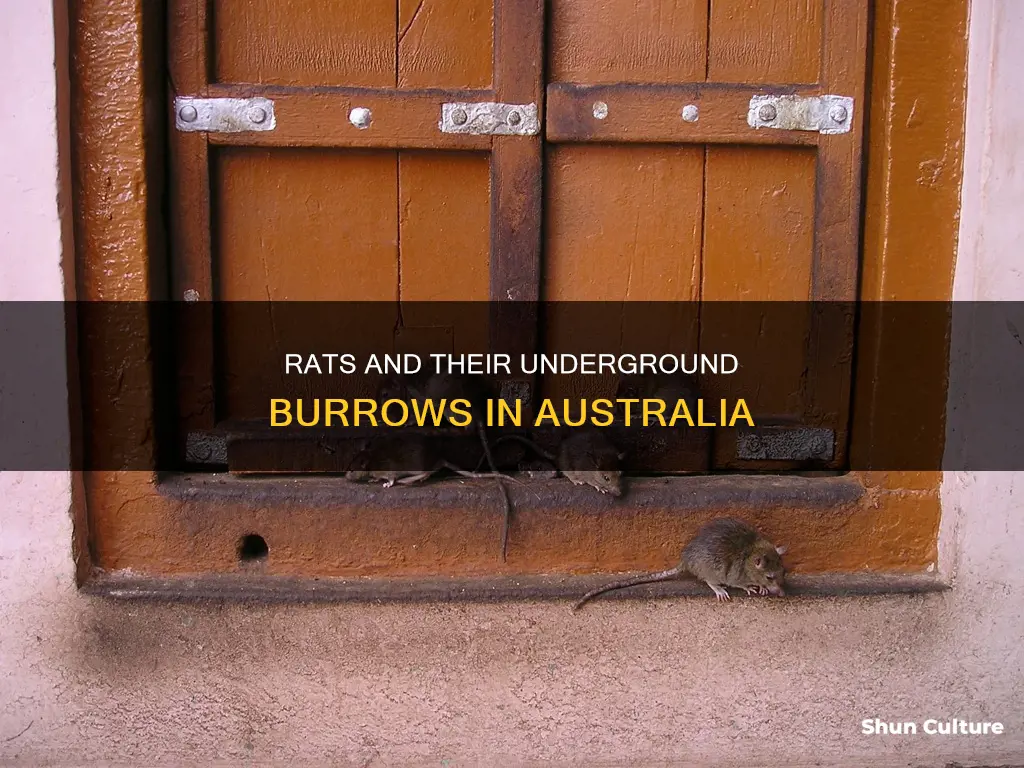 do rats burrow holes in the ground australia