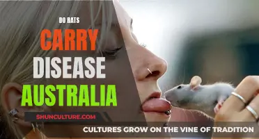 Rats and Disease: Australia's Health Risks