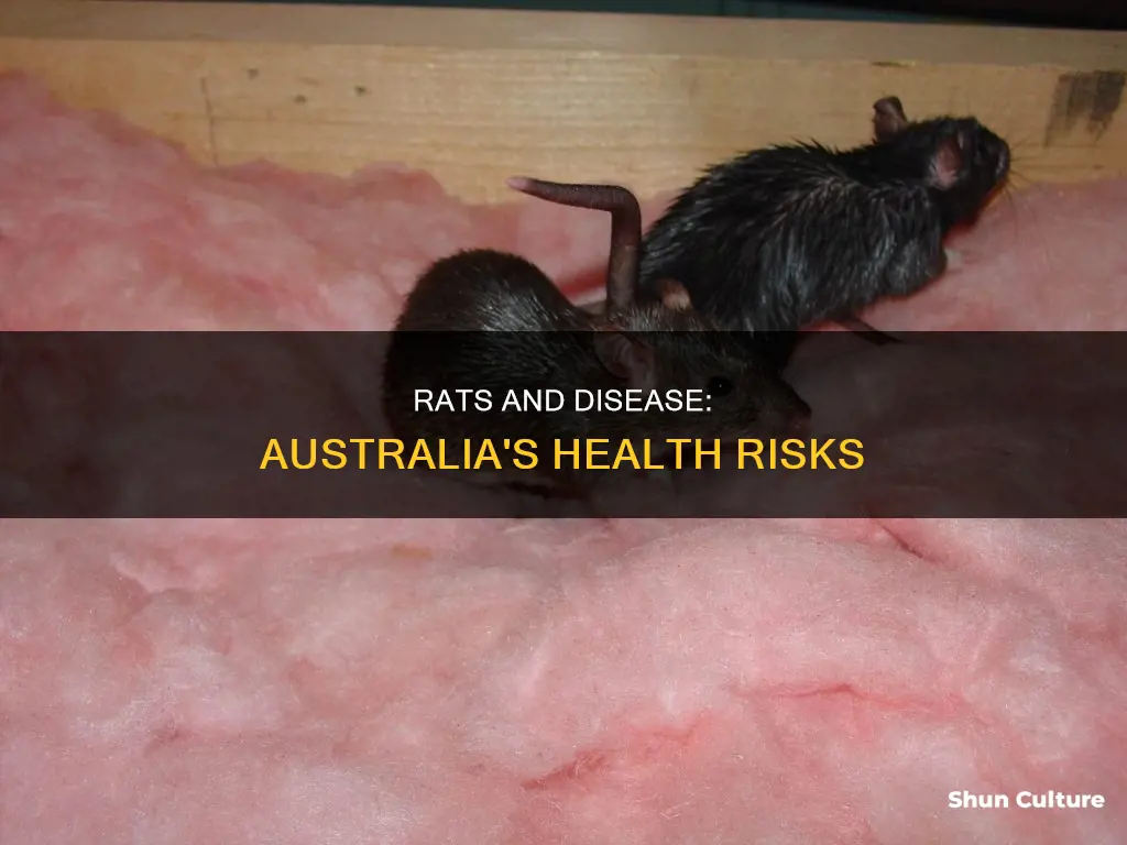do rats carry disease australia