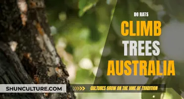 Rats' Climbing Abilities: Australia's Tree-Scaling Pests