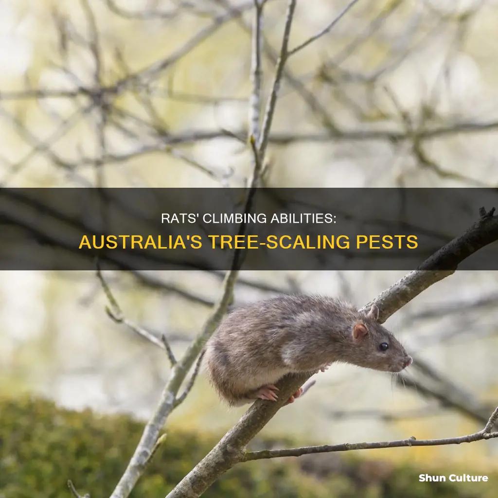 do rats climb trees australia