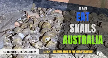 Rats Eating Snails: An Australian Pest Problem