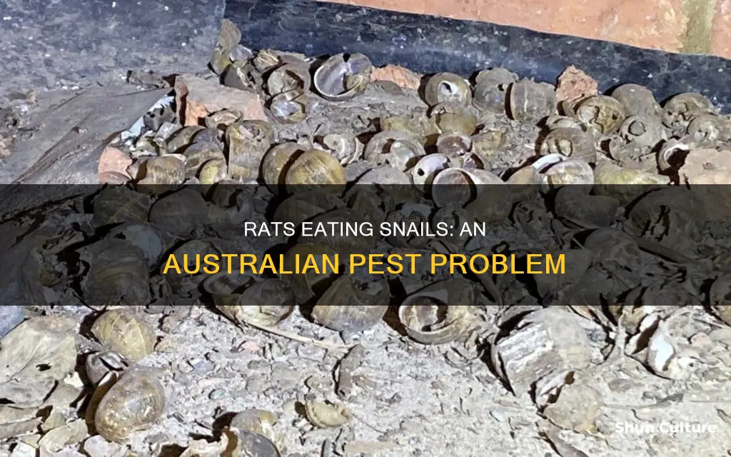 do rats eat snails australia