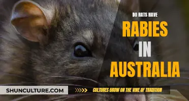 Rabies in Australia: Are Rats Carriers?