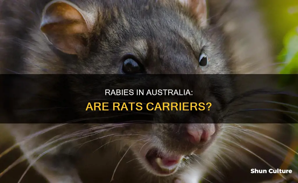 do rats have rabies in australia