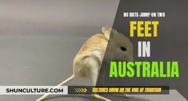 Rats' Jumping Ability: An Australian Oddity