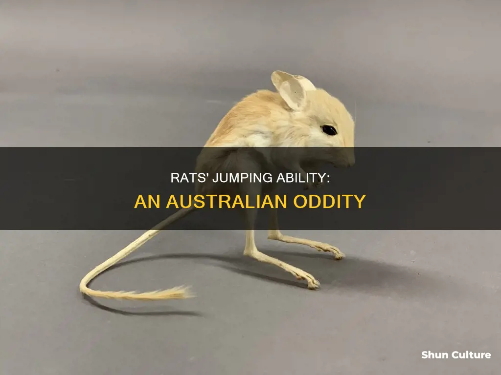 do rats jump on two feet in australia