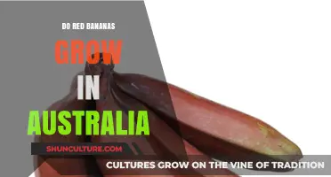 Where Do Red Bananas Grow? Australia's Unique Banana Varieties