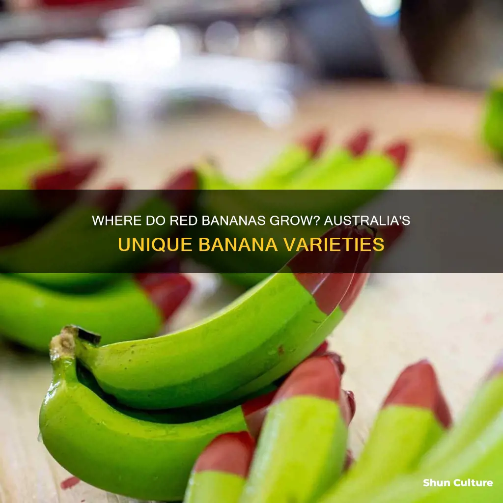do red bananas grow in australia