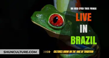 Red-Eyed Tree Frogs in Brazil: Habitat and Distribution Explained