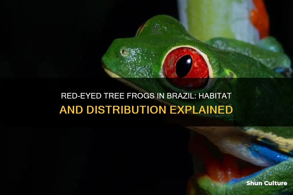 do red eyed tree frogs live in brazil