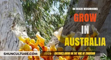 Reishi Mushrooms: Can They Grow in Australia?