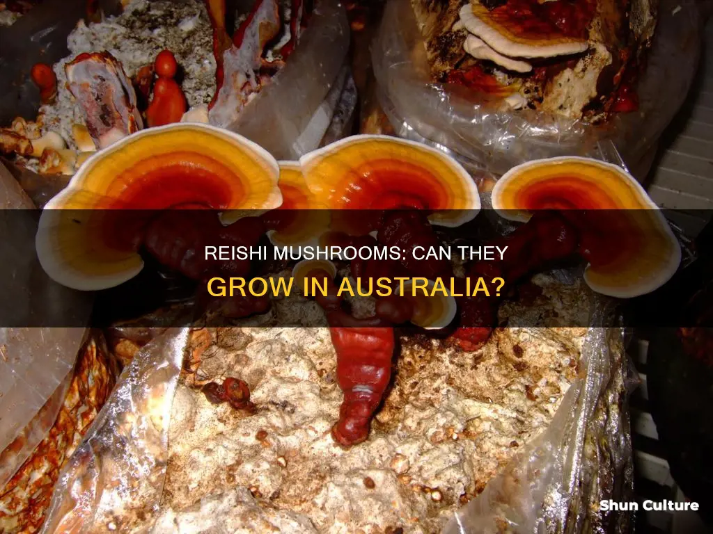 do reishi mushrooms grow in australia