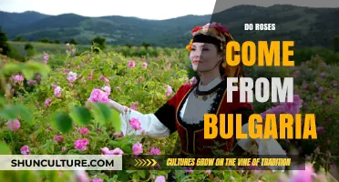 Exploring the Origins: Do Roses Truly Come from Bulgaria?