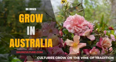 Rose Gardening in Australia: Is It Possible?