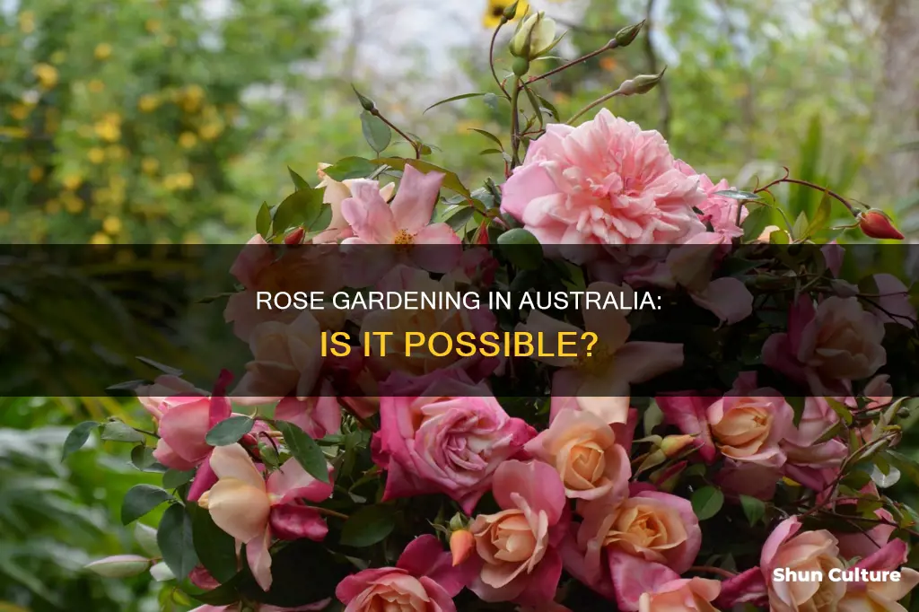 do roses grow in australia