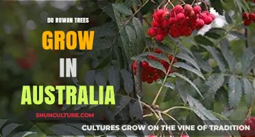 Rowan Trees in Australia: Can They Grow?