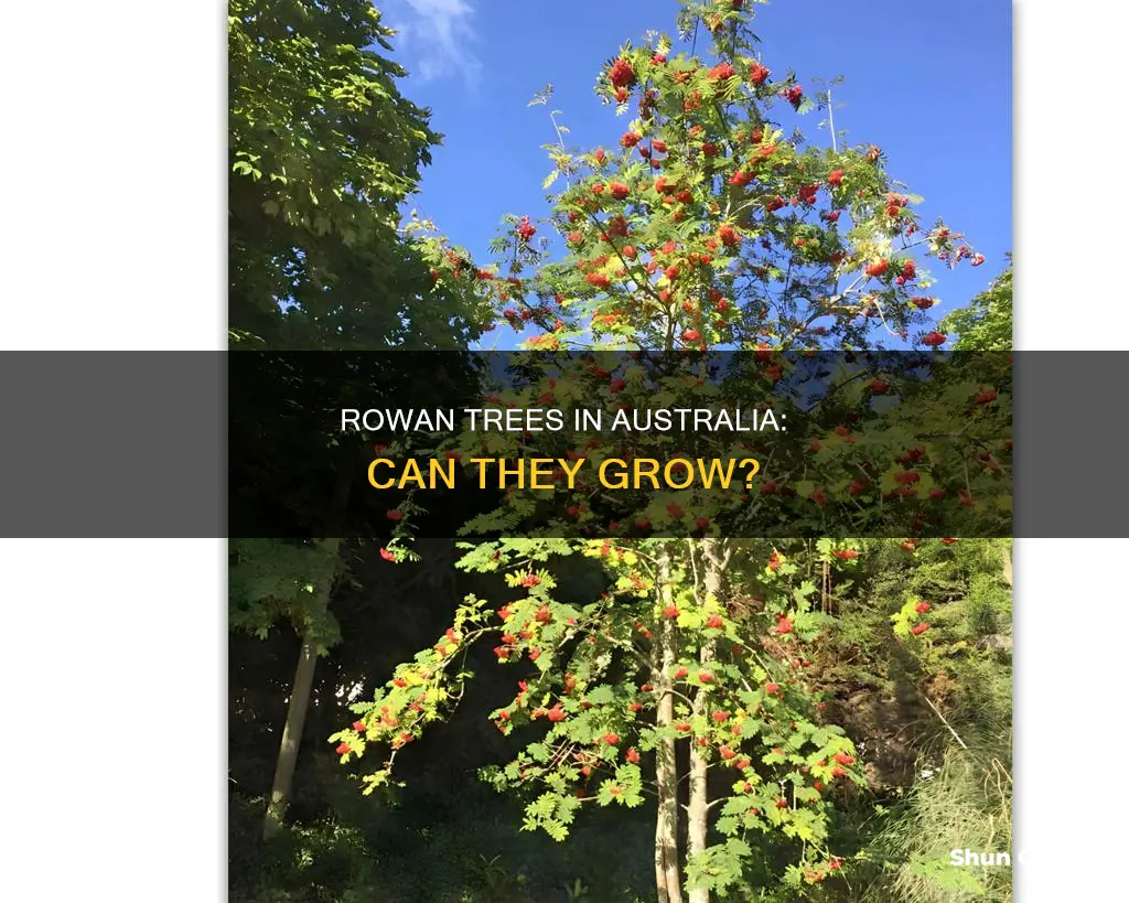 do rowan trees grow in australia