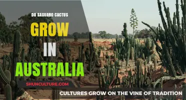 Saguaro Cactus: Australia's Environment for Growth?