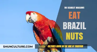 Scarlet Macaws' Diet: Do They Eat Brazil Nuts in the Wild?