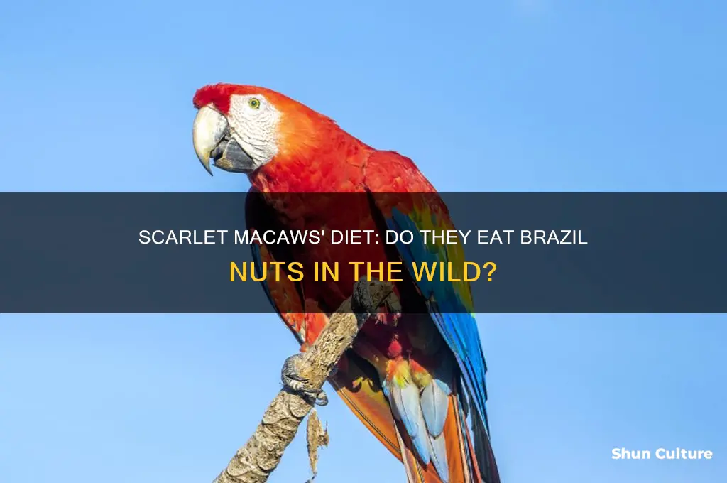 do scarlet macaws eat brazil nuts