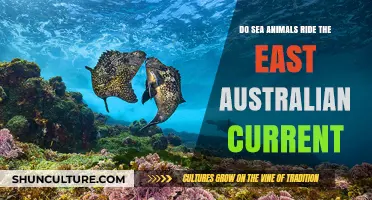 How Sea Animals Ride the East Australian Current