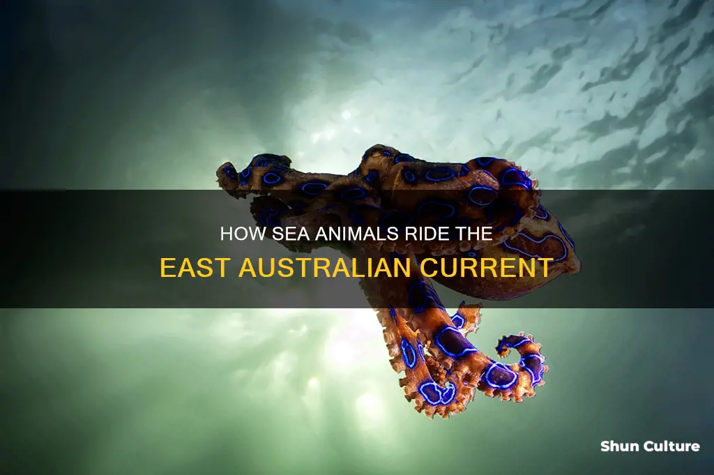 do sea animals ride the east australian current