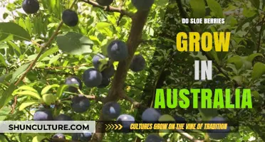 Sloe Berries: Can They Grow in Australia?