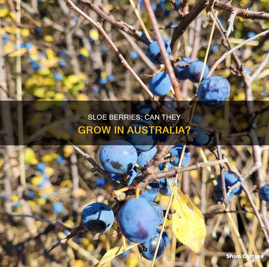 do sloe berries grow in australia