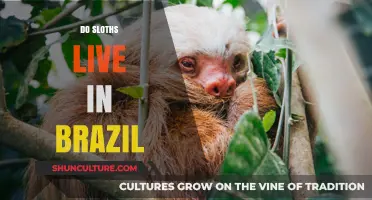 Sloths in Brazil: Where Do These Slow-Moving Creatures Call Home?