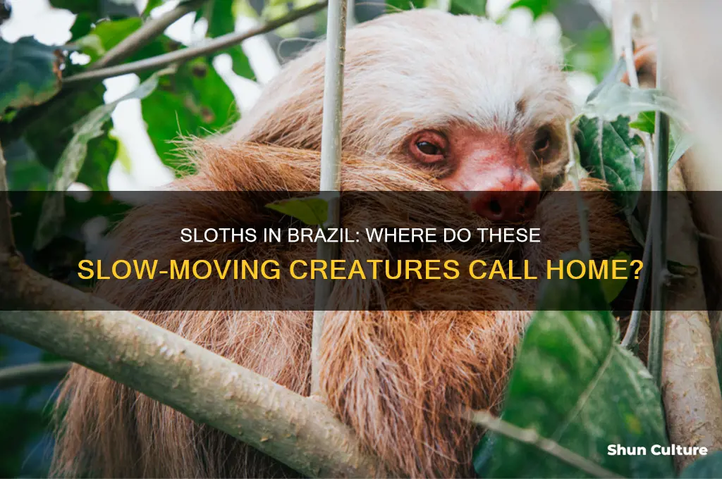 do sloths live in brazil