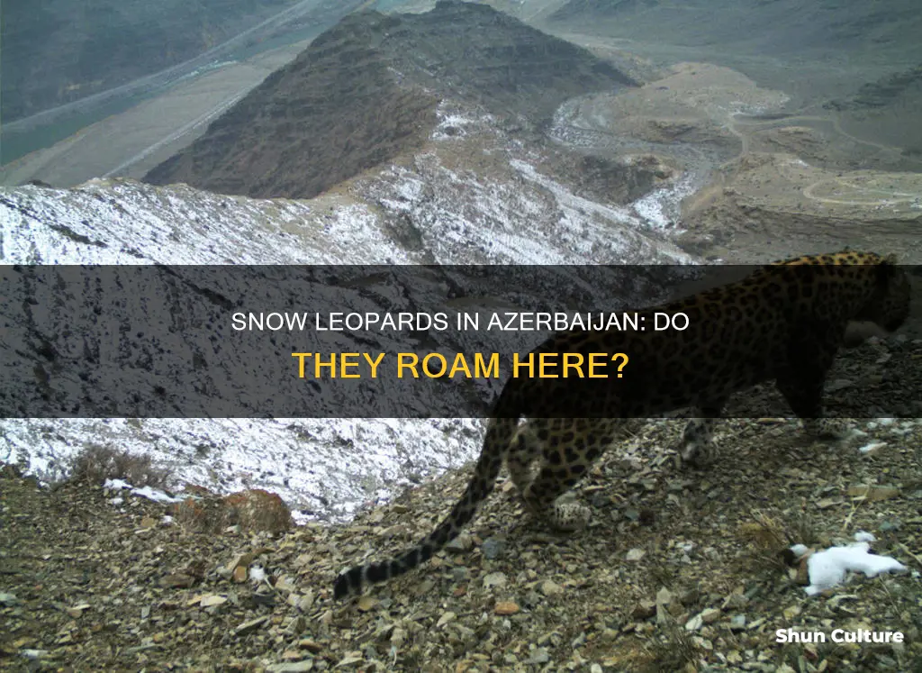 do snow leopards roam in azerbaijan