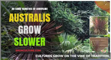 Slower-Growing Cordyline Australis Varieties: What's the Secret?