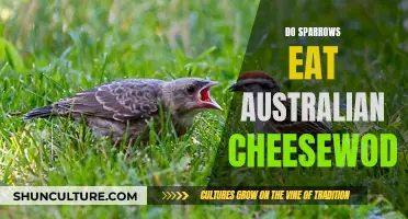 Sparrow Diet: Australian Cheeseweed Attraction Explained