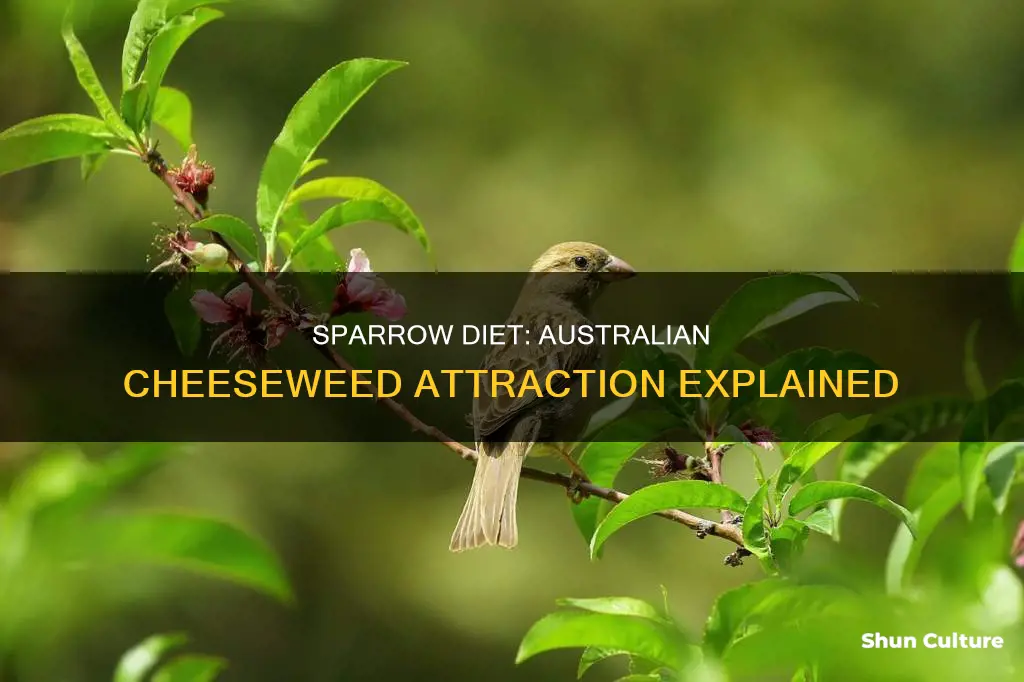 do sparrows eat australian cheesewod
