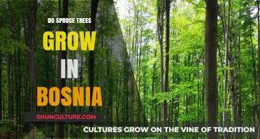 Exploring Bosnia's Forests: Do Spruce Trees Thrive in Its Climate?
