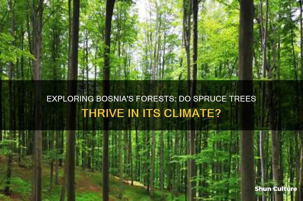 do spruce trees grow in bosnia