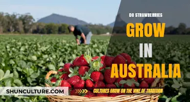 Strawberries in Australia: Can They Grow?