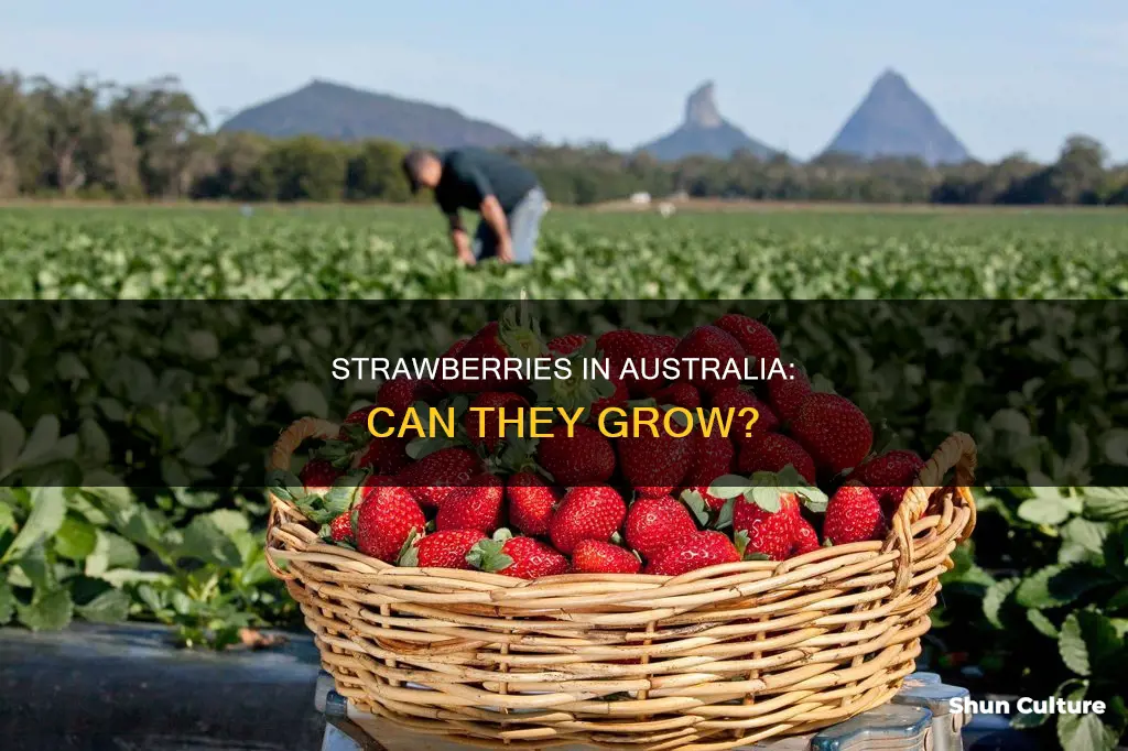 do strawberries grow in australia