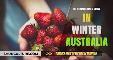 Strawberries in Winter: Australia's Harvest