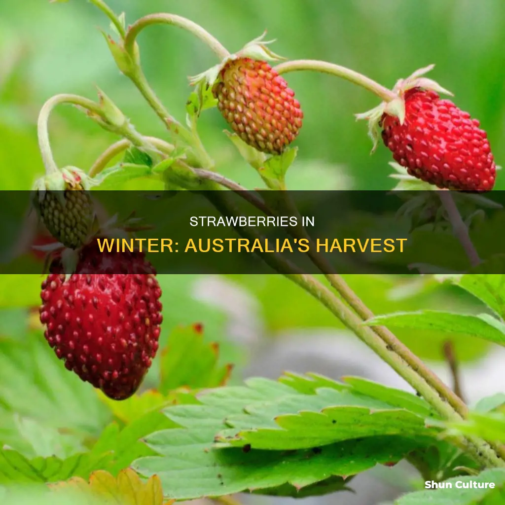 do strawberries grow in winter australia