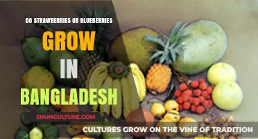 Exploring Bangladesh's Berry Scene: Strawberries vs. Blueberries - Which Grows?