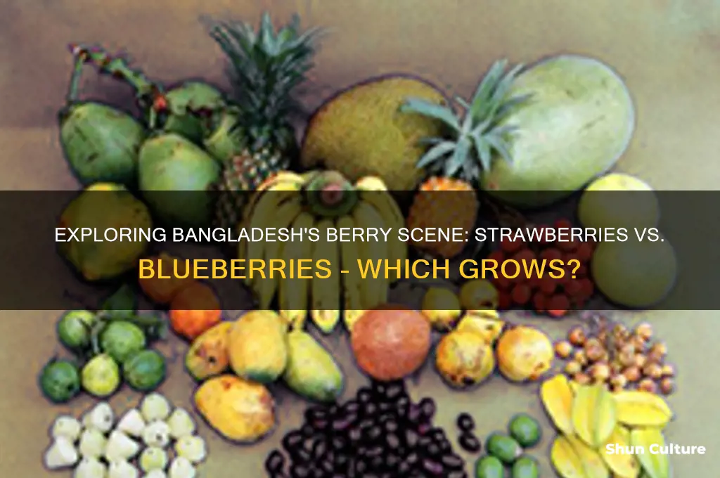 do strawberries or blueberries grow in bangladesh