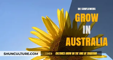 Sunflowers in Australia: Can They Grow?