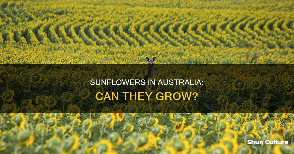 do sunflowers grow in australia