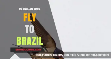 Do Swallow Birds Migrate to Brazil? Unveiling Their Fascinating Journey