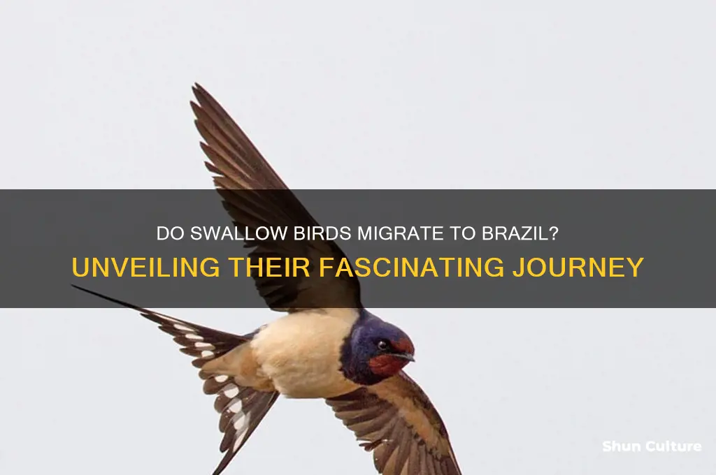 do swallow birds fly to brazil