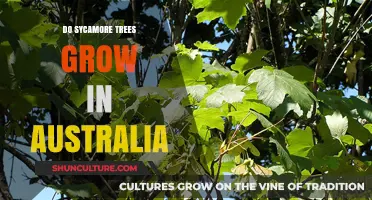 Sycamore Trees: Can They Grow in Australia?