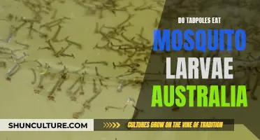 Tadpoles and Mosquito Larvae: A Tasty Treat for Australia's Tadpoles?